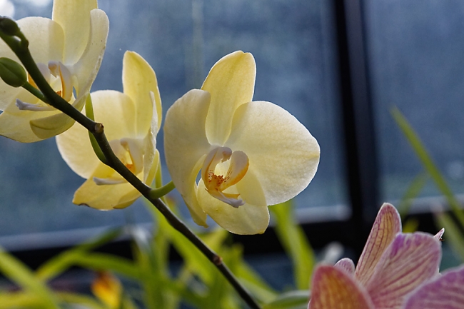 Kandy-Botanical garden-084